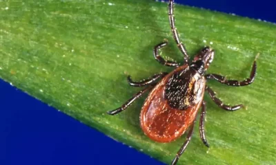 Powassan Virus Outbreak Has Been Confirmed In Connecticut With 4 Cases