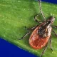 Powassan Virus Outbreak Has Been Confirmed In Connecticut With 4 Cases