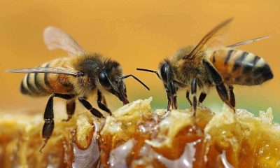 Mad Honey Explores Sustainability of Harvesting Organic Bee Honey