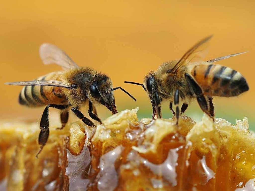 Mad Honey Explores Sustainability of Harvesting Organic Bee Honey
