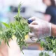 Efficient and Sustainable Cannabis Waste Disposal: A Growing Imperative