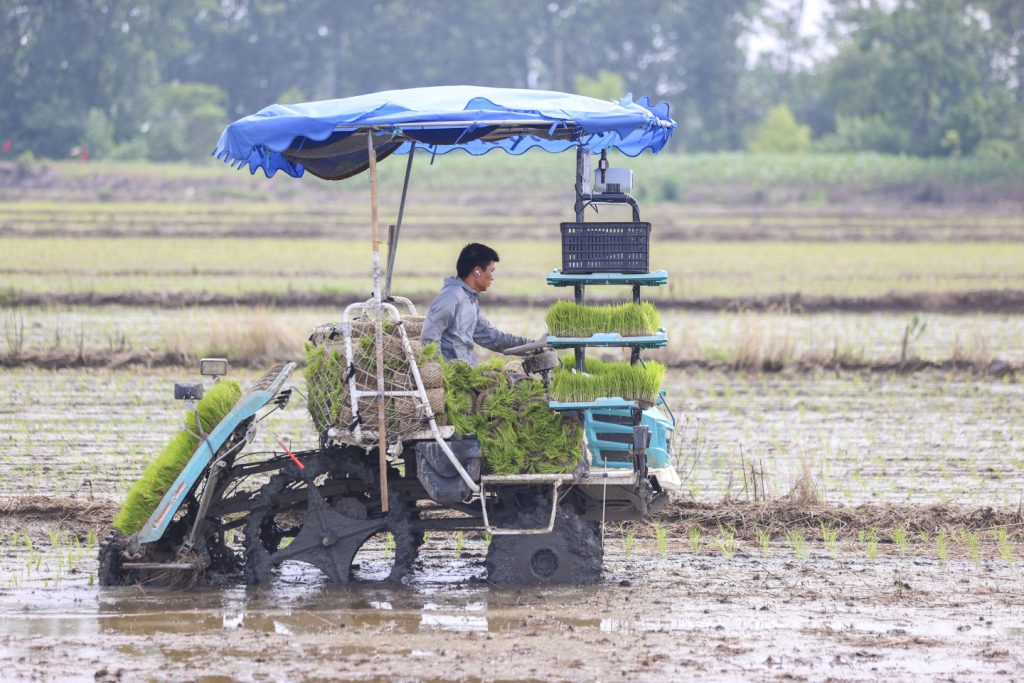Thailand Reducing Rice Planting Rattles World Markets