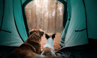 pets camping