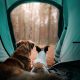 pets camping