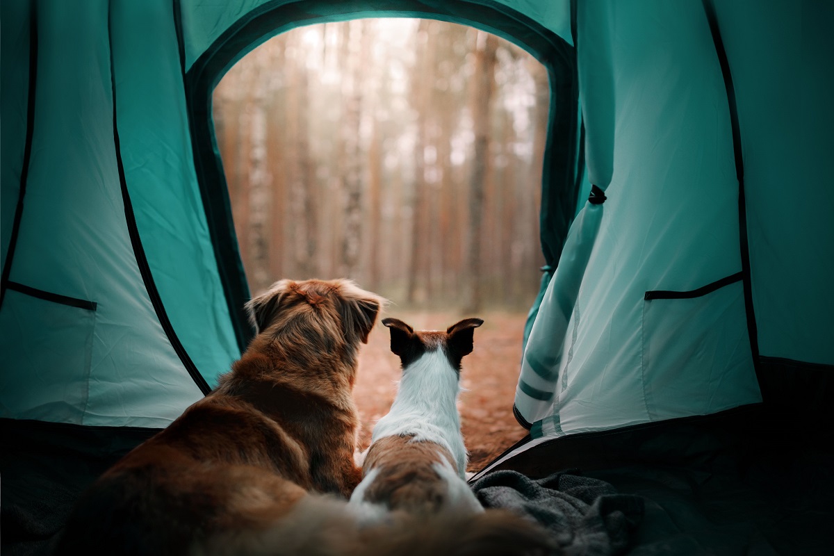 pets camping