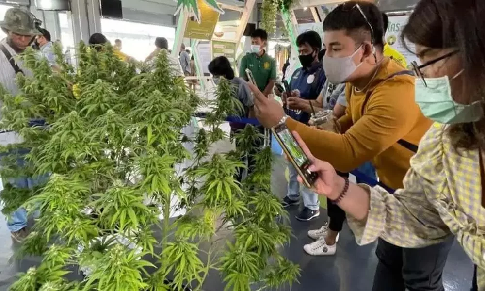 Phuket Launches Weekly Inspections to Keep watch over Hashish Trade Amid Expansion