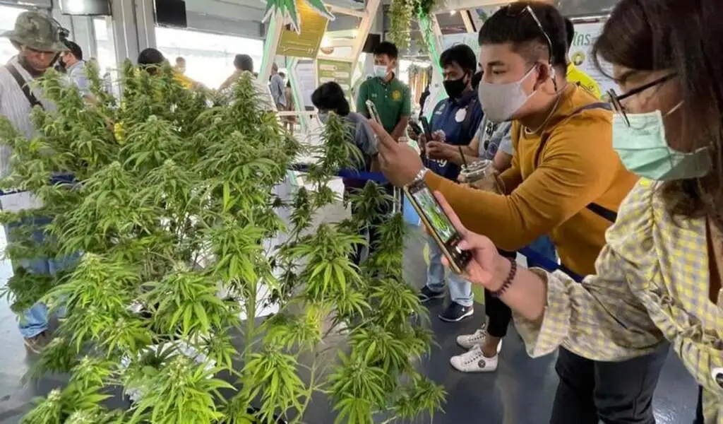 Phuket Launches Weekly Inspections to Regulate Cannabis Industry Amid Growth
