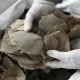 Thailand Authorities Seize Over $1.4 Million Worth of Pangolin Scales