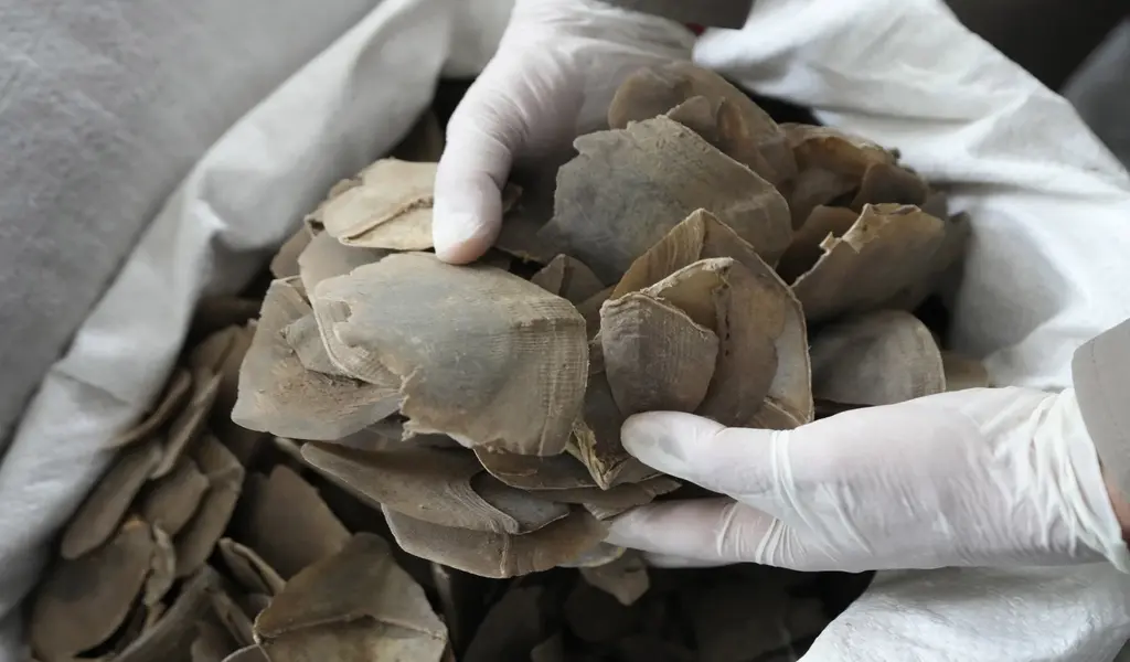Thailand Authorities Seize Over $1.4 Million Worth of Pangolin Scales