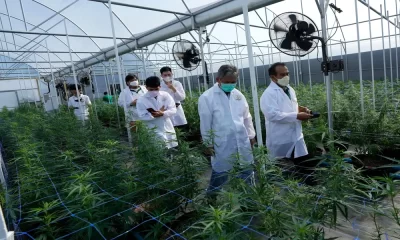 Thailand's Growing Cannabis Industry Faces Competition and Regulation Changes