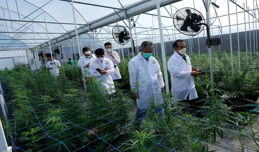 Thailand's Growing Cannabis Industry Faces Competition and Regulation Changes