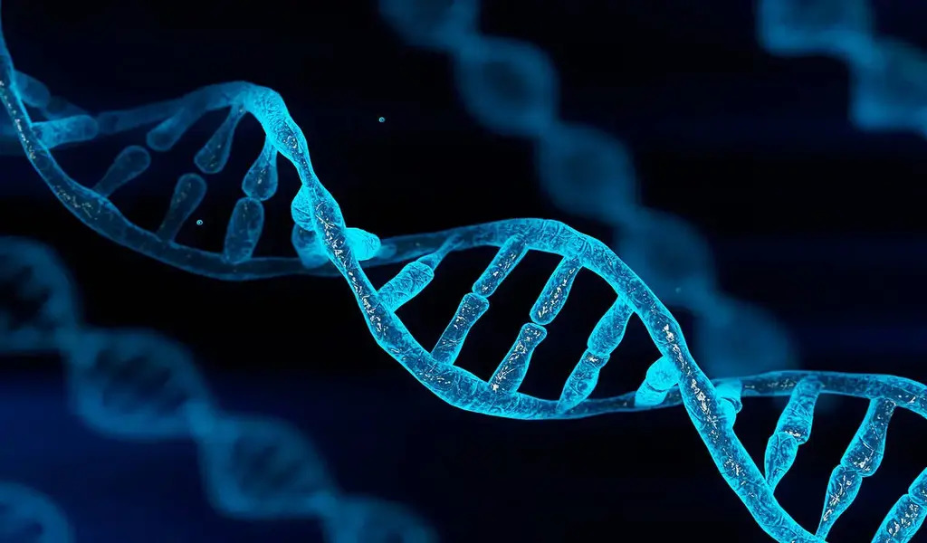 Y chromosome1