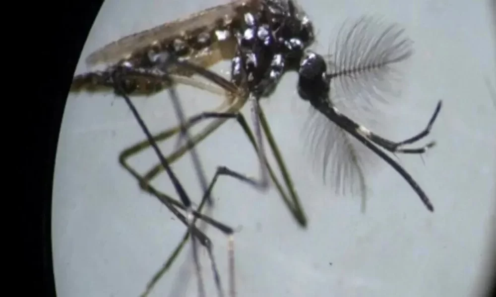 Right here Are 5 Mosquito-Borne Illnesses To Guard Out For This Monsoon