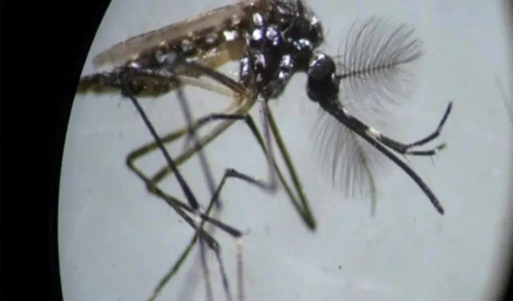 Here Are 5 Mosquito-Borne Diseases To Watch Out For This Monsoon