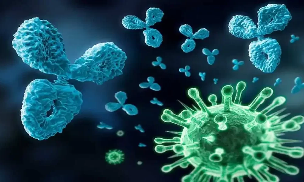 Influenza B Might Be Fought With Antibody-Based totally Remedies: A Find out about