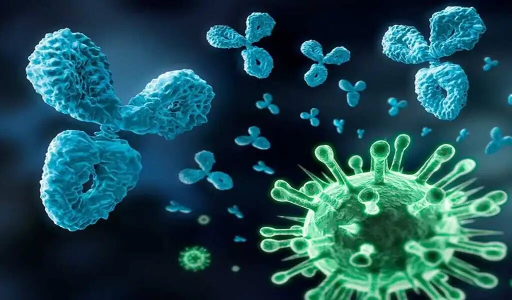 Influenza B May Be Fought With Antibody-Based Therapies: A Study