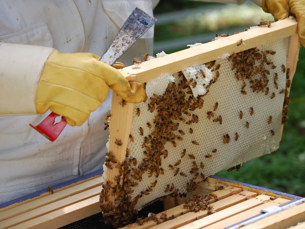 bee honey habitat