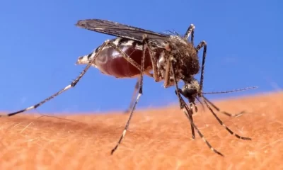 Malaria Has Been Confirmed As a Locally Acquired Disease In Maryland