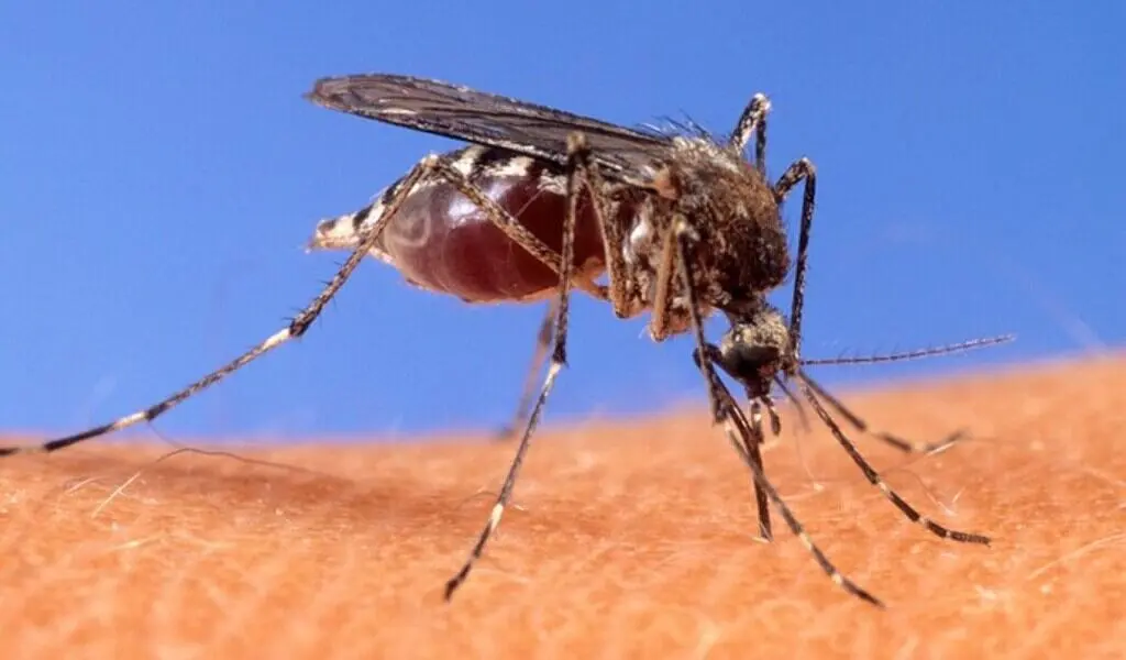 Malaria Has Been Confirmed As a Locally Acquired Disease In Maryland