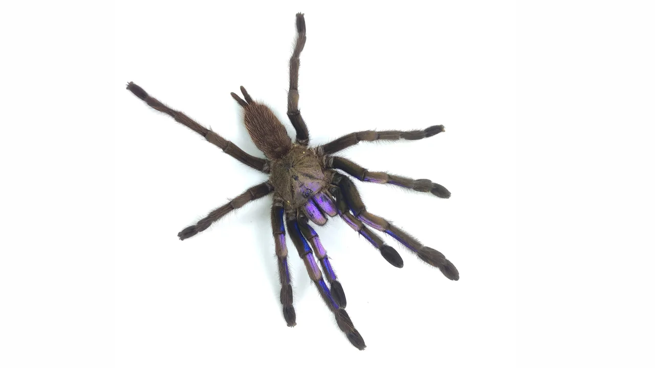 230925120936 01 thailand tarantula new species