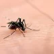 Dengue Control Activities Recorded By IRS Reporting System: 600m