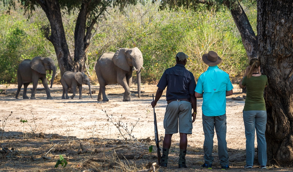 A Walking Safari in Mana Pools National Park: An Authentic African Safari Experience