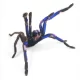 Electric Blue Tarantula Species Discovered in Thailand