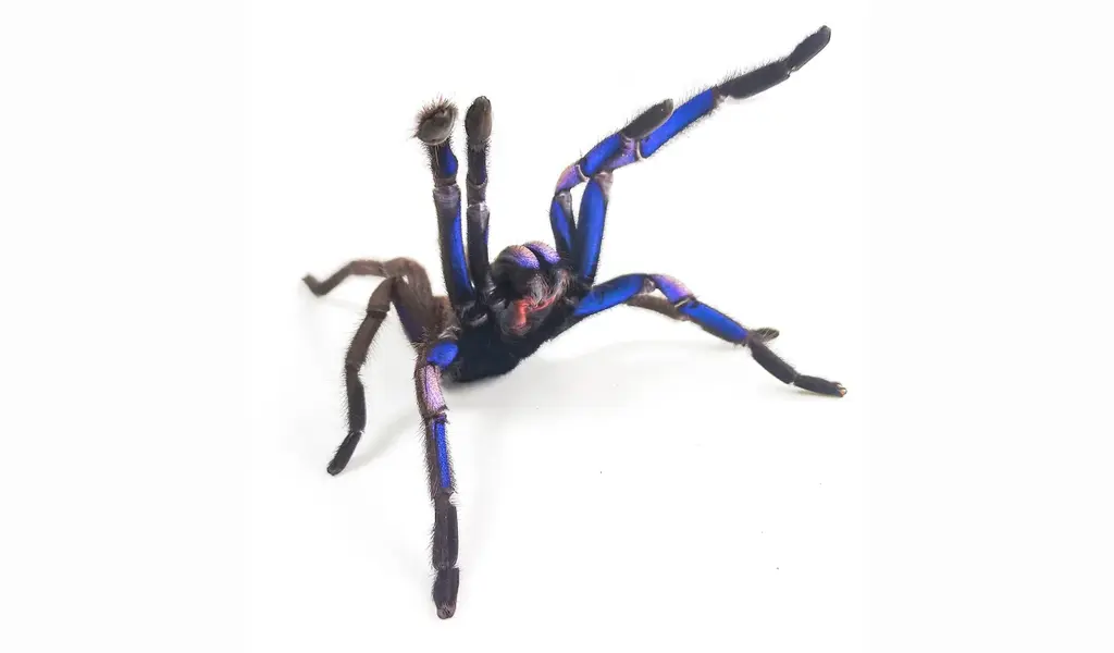 Electric Blue Tarantula Species Discovered in Thailand