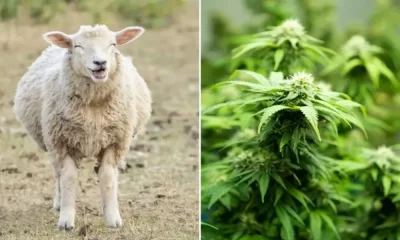 Herd Of Sheep in Greece Accidentally Eats Over 600 Pounds Of Cannabis