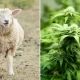 Herd Of Sheep in Greece Accidentally Eats Over 600 Pounds Of Cannabis