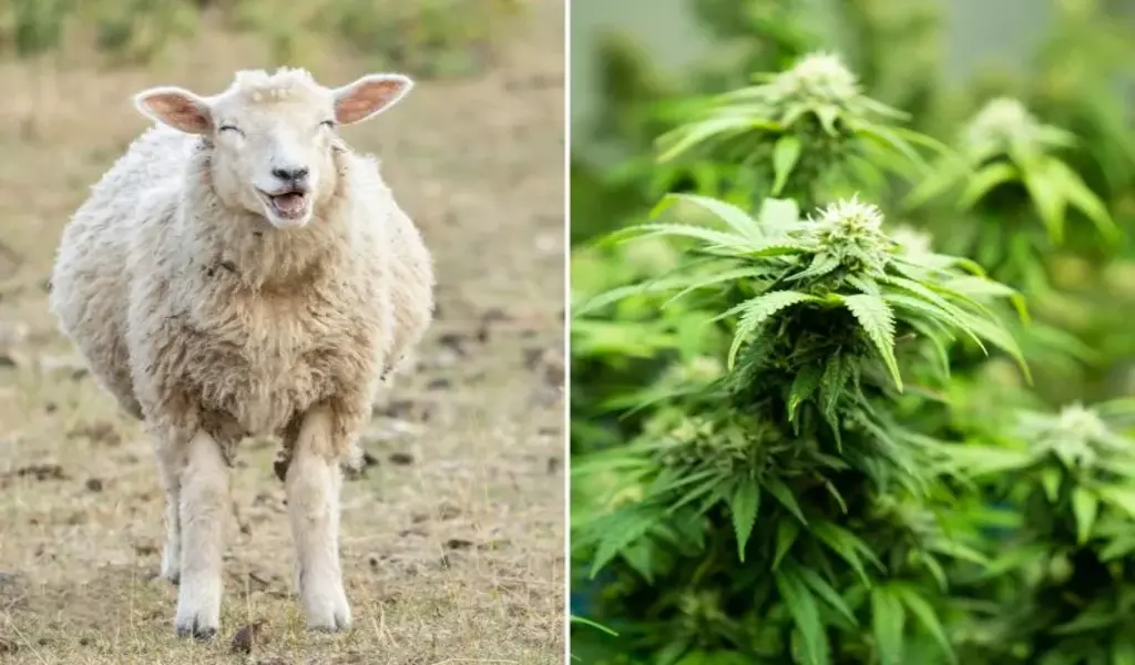 Herd Of Sheep in Greece Accidentally Eats Over 600 Pounds Of Cannabis