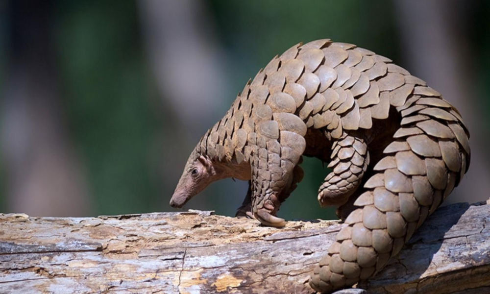 Pangolin Species