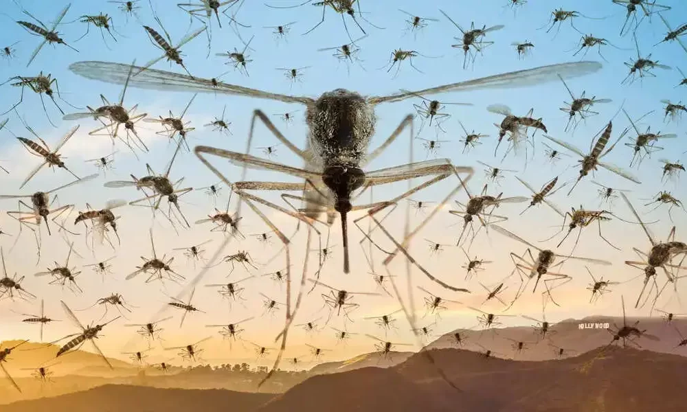 Getting bitten? Mosquitoes In SoCal Thriving Put up-Hilary