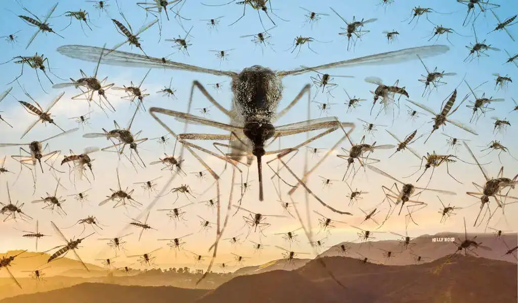Getting bitten? Mosquitoes In SoCal Thriving Post-Hilary