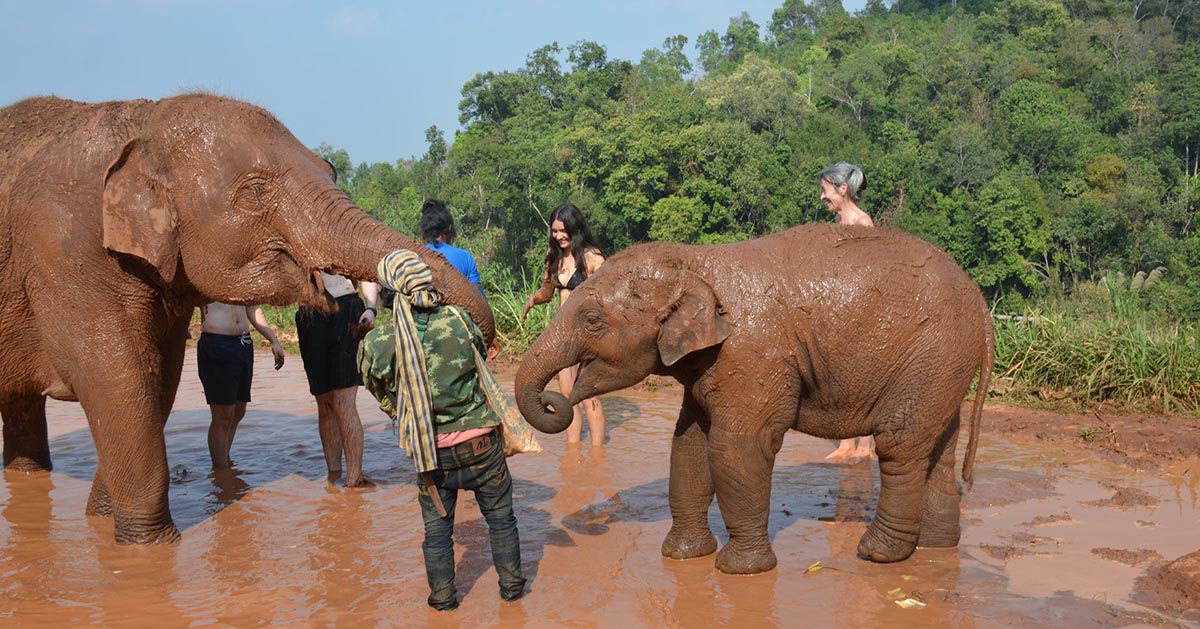 elephant jungle paradise park big