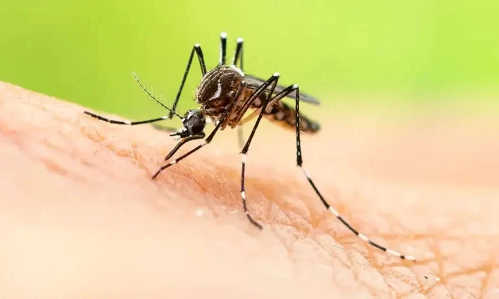 A Dengue Outbreak Has Been Declared In Jamaica