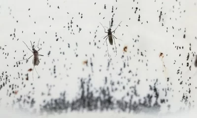 Dengue-Fighting Mosquitoes Are Bred In Honduras