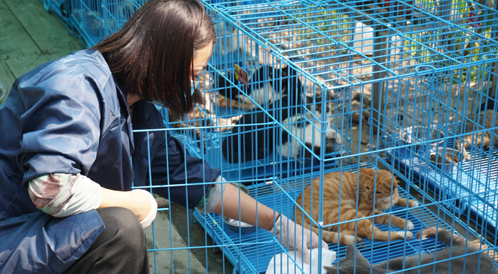 Police in China Rescue 1000 Cats From Being Sold as Meat