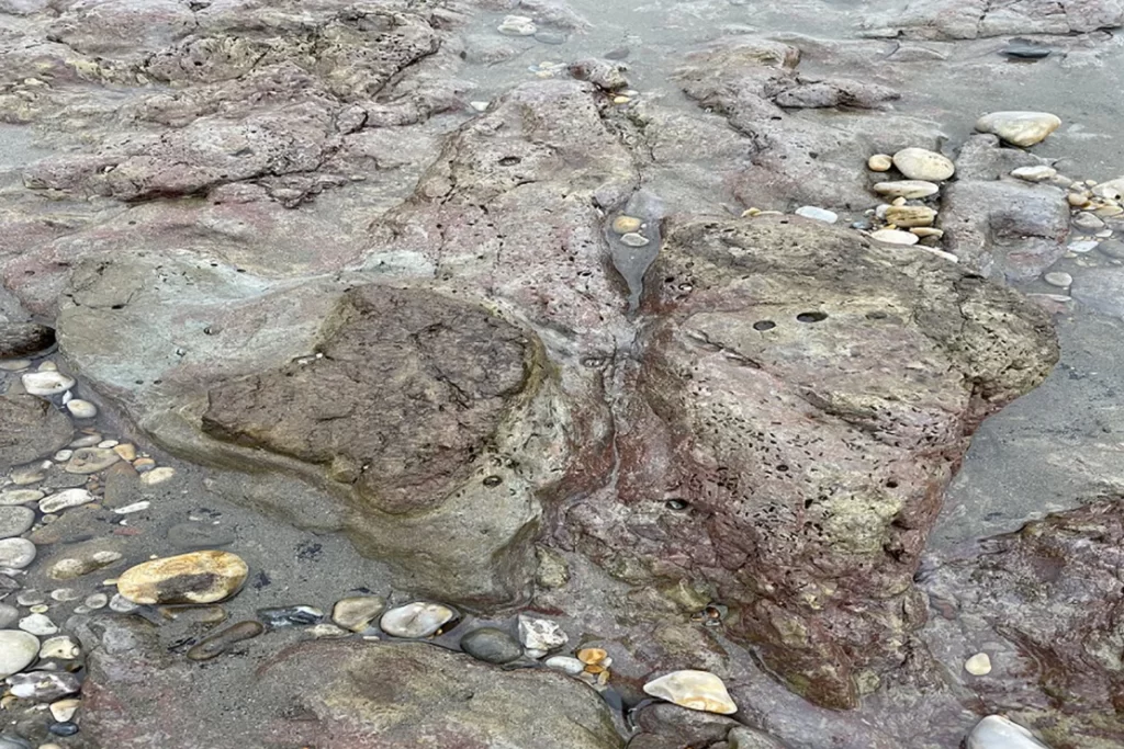 Dinosaur Footprints Discovered on the Beach of the Isle of Wight, England