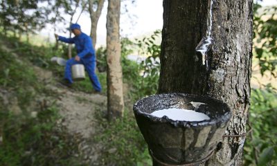 Thailand's Rubber Farming a Major Contributor to Deforestation