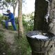 Thailand's Rubber Farming a Major Contributor to Deforestation