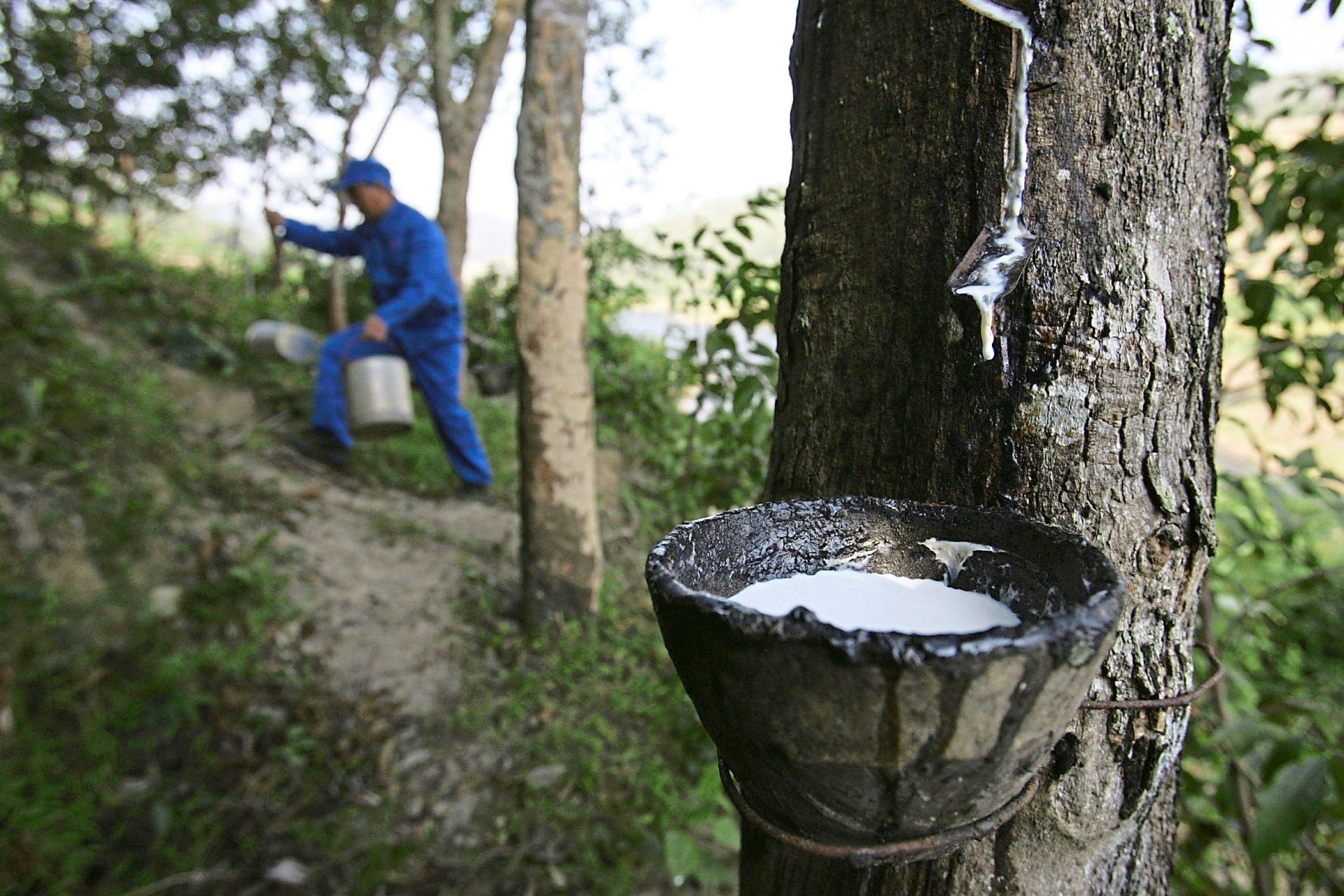 Thailand's Rubber Farming a Major Contributor to Deforestation