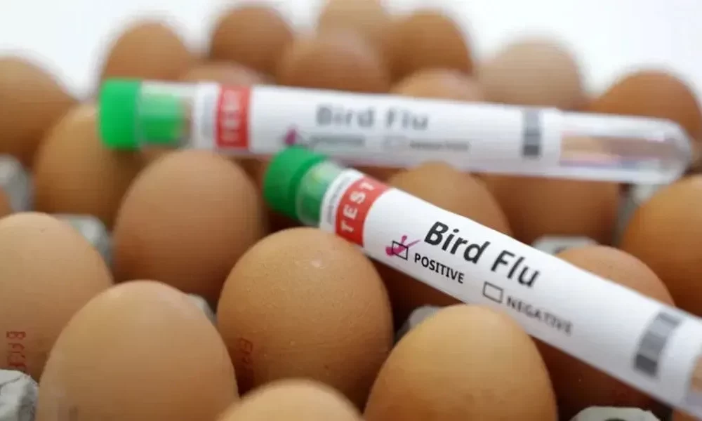 Avian Flu Case Has Been Discovered On a US Poultry Farm Since April