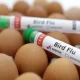 Avian Flu Case Has Been Found On a US Poultry Farm Since April