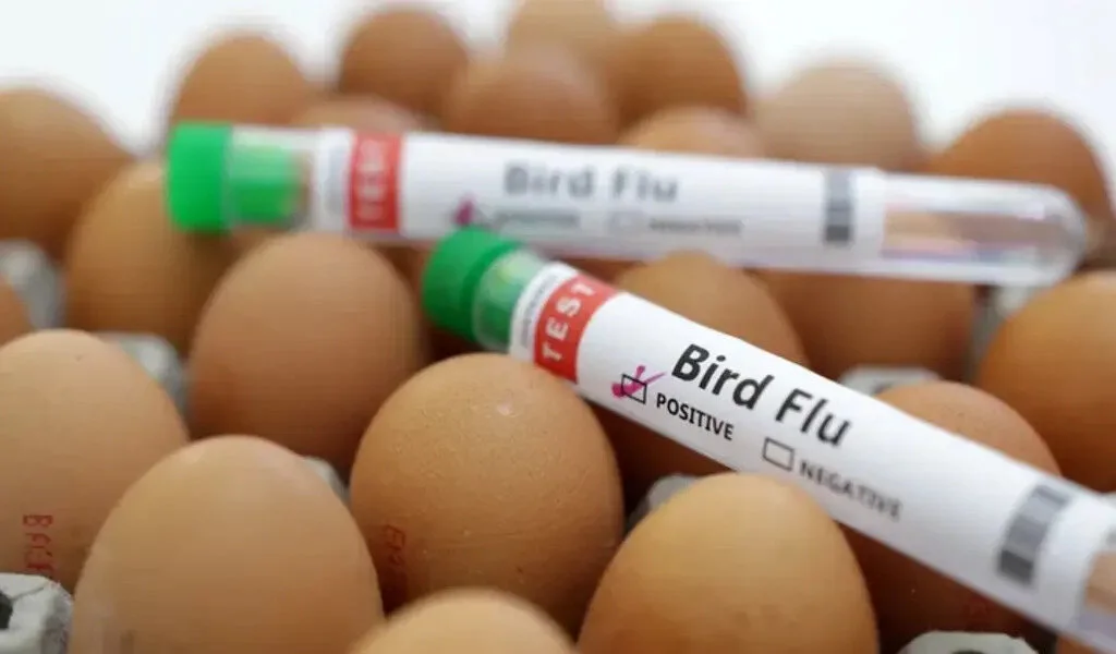 Avian Flu Case Has Been Found On a US Poultry Farm Since April