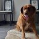 Guinness World Records Oldest Dog Bobi Dies