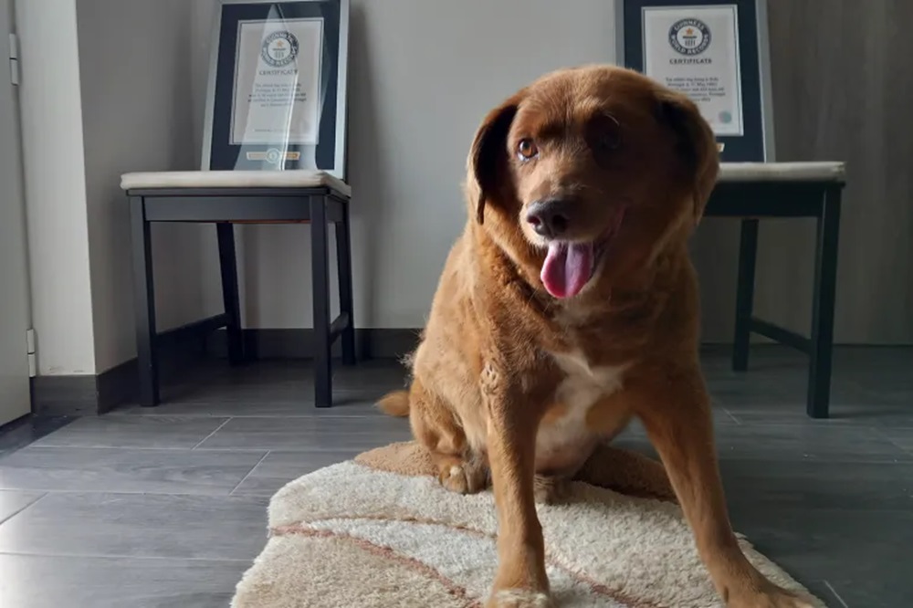 Guinness World Records Oldest Dog Bobi Dies