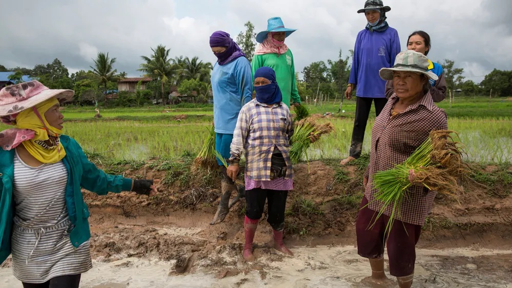 Melioidosis Outbreak in Thailand