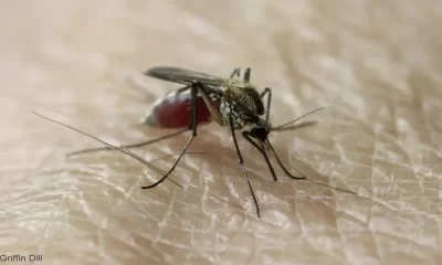 3 Mosquito-Borne Viruses Threatening Maine Right Now