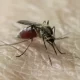 3 Mosquito-Borne Viruses Threatening Maine Right Now